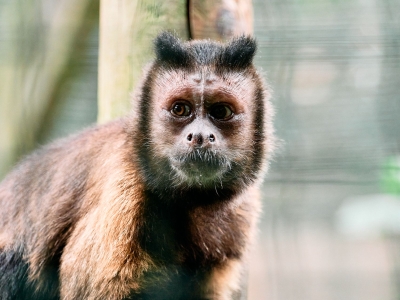 Bruine kapucijnaap - De Zonnegloed - Dierenpark - Dieren opvangcentrum - Sanctuary